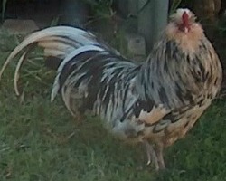 Araucana Chickens most unique quality is the color of its eggs